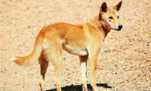 澳洲野狗为什么不能驯化
