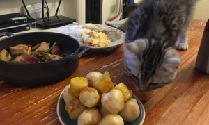 猫咪偷吃鱼丸，铲屎官：没有见过这么蠢的猫