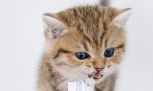 人吃的益生菌猫能吃吗