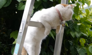 橘猫：大王叫我来巡山咯 我把梯子爬一爬