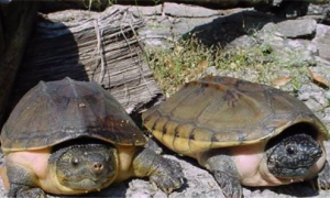 墨西哥龟是深水龟吗