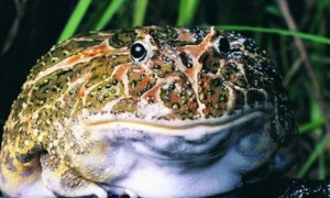 角蛙水肿 不是很严重可以选择进行干养