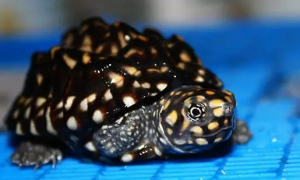 斑点池龟不吃东西怎么办