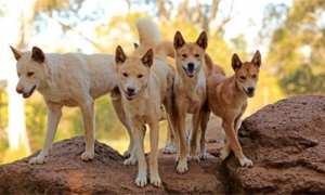 澳洲野狗能驯化吗