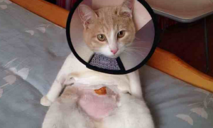 母猫绝育手术后几天可以恢复