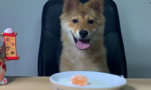 狗能吃果冻吗