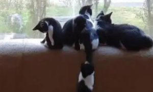 流浪猫带着4只小猫入住，沙发成了它们的专属领地，从不乱跑