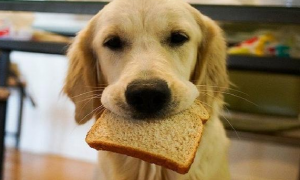 狗能吃面包吗