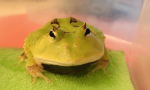 霸王角蛙的养殖方法