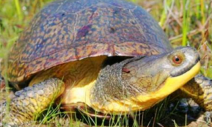 布氏癫颈龟是保护动物吗