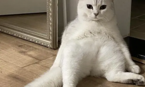 猫坐着一条腿往外伸是为什么