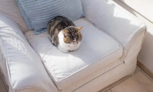 养猫买什么沙发好