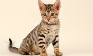 福猫虎斑纹是什么品种