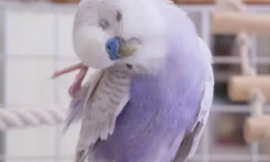 紫熏鹦鹉多少一只