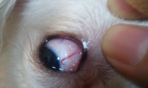 小狗眼睛发红是什么原因