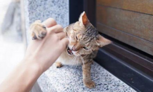 猫抓痕和普通划伤辨别