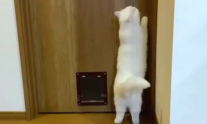 猫咪想出去玩主人不给它开门，它就去自己开，然后挂门锁上了