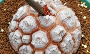 南非龟甲龙的养殖方法与注意事项
