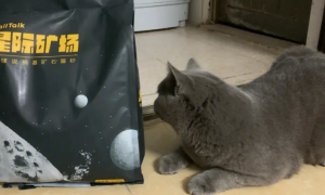 养猫必备麻球说大白砂，除臭一绝，绝对让你满意！