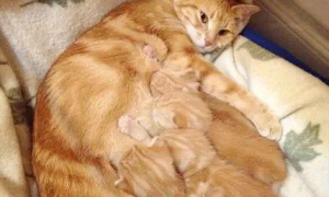 橘猫怀孕生了4只小奶猫，一脸的骄傲，主人一看崩溃了：养不起！