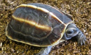 缅甸黑山龟是保护动物吗
