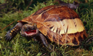 闭壳龟的种类有几种