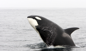 珠海虎鲸宝宝出生即200公斤：每天粘着妈妈嬉闹