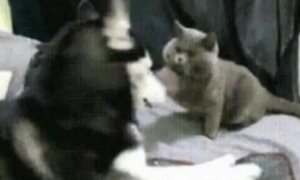 哈士奇被猫打了一巴掌，但二哈不敢惹猫咪，于是把目光投向了主人