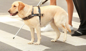 退休导盲犬领养