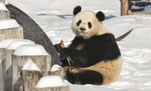大熊猫寿命一般是多少，吃什么食物，繁殖能力强吗？