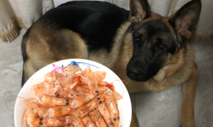 狗能不能吃虾