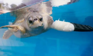 泰国首款“海龟义肢”问世！濒危海龟游得比以从前还要溜