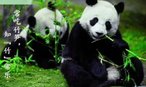 大熊猫怎么改吃素的动物，小熊猫吃竹子的缘故