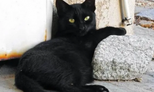 黑色猫是招财辟邪吗