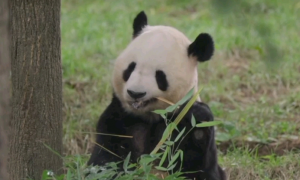 更多大熊猫生活在野外