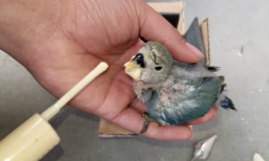 紫罗兰鹦鹉幼鸟怎么养