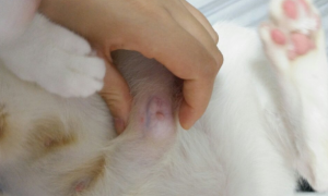 母猫乳房周围一大块都是硬的