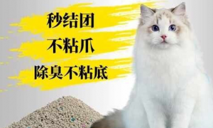 柠檬猫砂的使用方法：守护猫咪健康的清新之选
