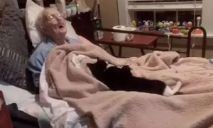 被奶奶带大的奶牛猫，奶奶生病后，猫咪搜集玩具一起守护奶奶