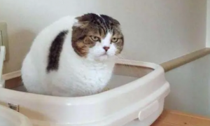 小猫乱尿怎么解决方法