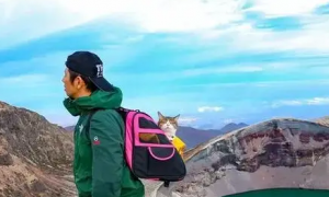 流浪猫遇到好心主人收养 走遍全日本 猫咪：这大概就是猫生巅峰了