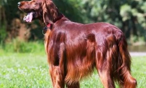 英国塞特犬：为什么它是最美丽优雅的长毛指示运动犬之一？