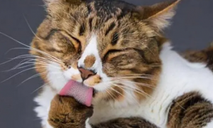 猫一直舔被子都是口水怎么办