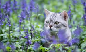薰衣草对猫来说有毒吗