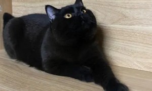 黑猫和黑英短的区别图片
