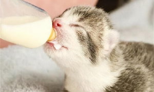 小猫出生几个月可以断奶