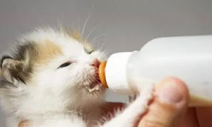 小猫咪可以喝纯牛奶吗