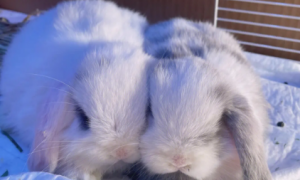 荷兰垂耳兔吃什么 幼兔饲定时定量少量多餐