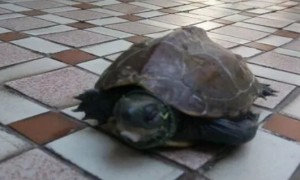我家巴西龟养了20年突然死了