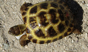 扁平陆龟属于几级